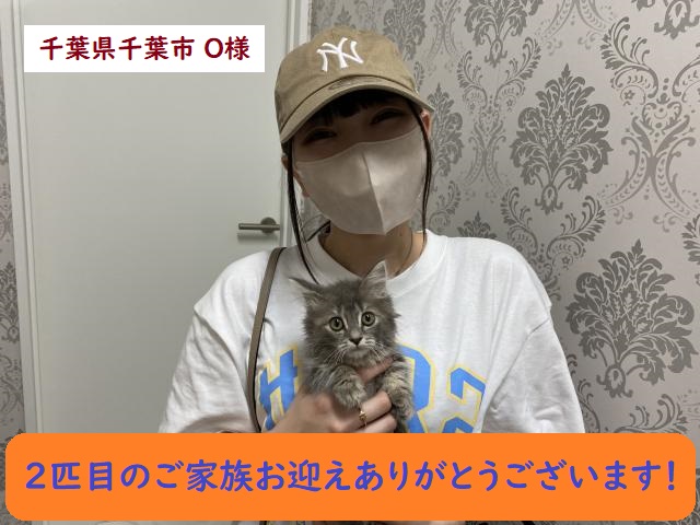 マンチカン　短足