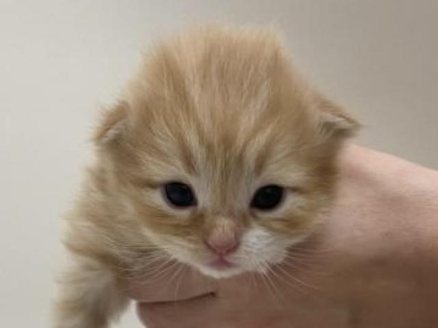 折耳スコティッシュフォールド