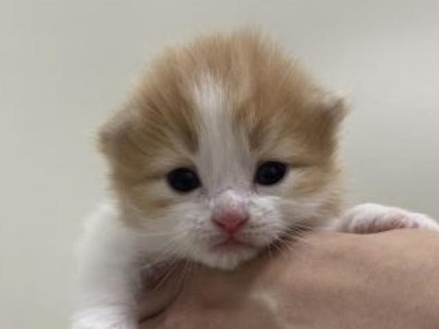 折耳スコティッシュフォールド