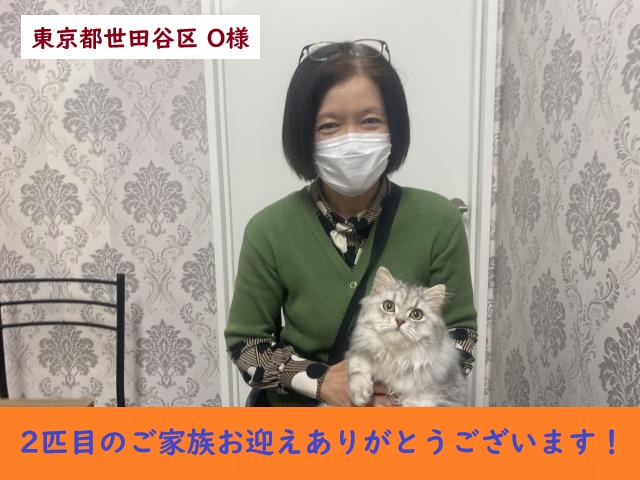 ミヌエット 足長