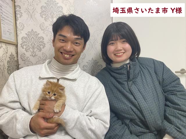 立耳スコティッシュフォールド