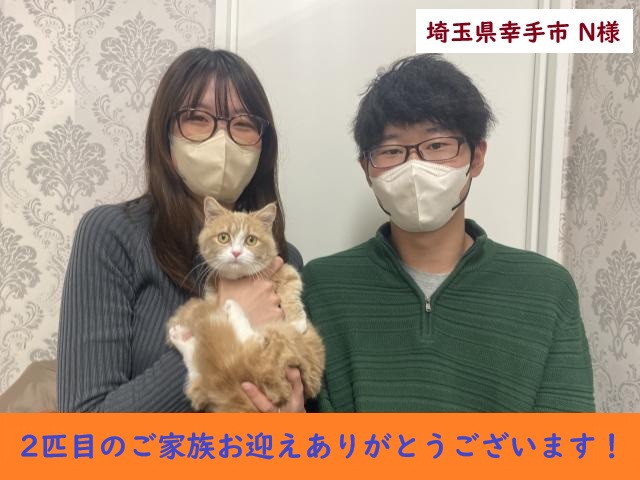 短足マンチカン