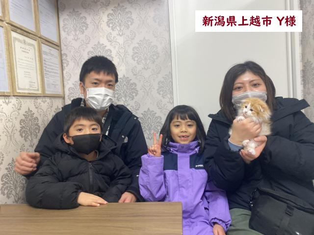 折耳スコティッシュフォールド