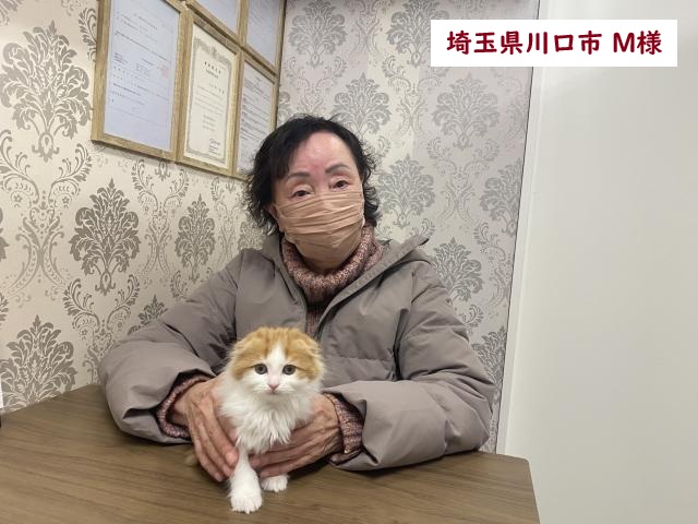 折耳スコティッシュフォールド