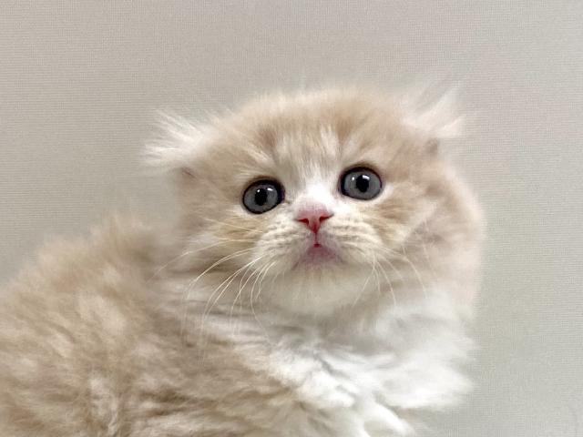 折耳スコティッシュフォールド