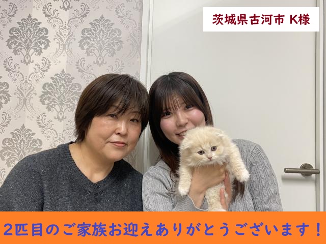 折耳スコティッシュフォールド