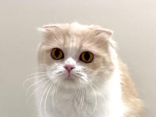 折耳スコティッシュフォールド