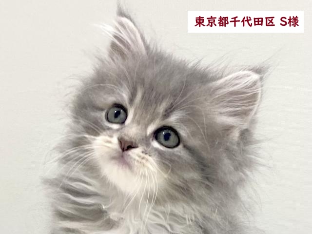 サイベリアン