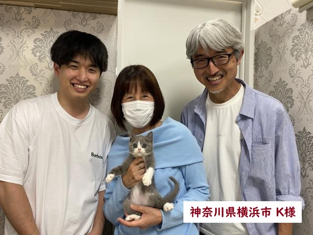 ブリティッシュショートヘアー