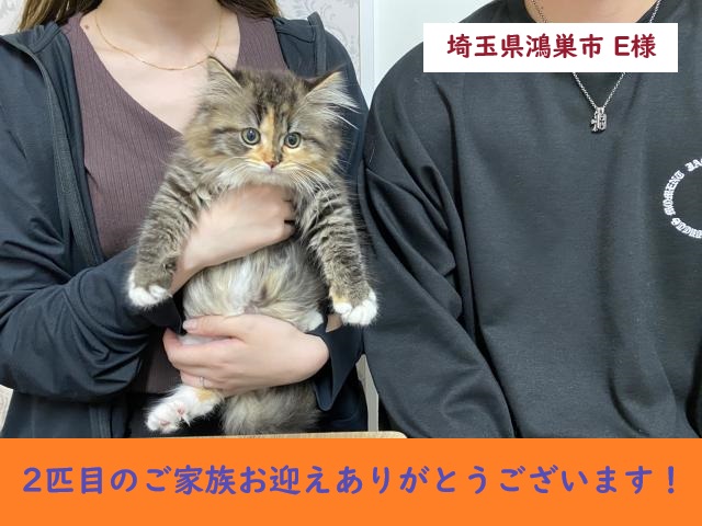 当店出産★ミックス猫