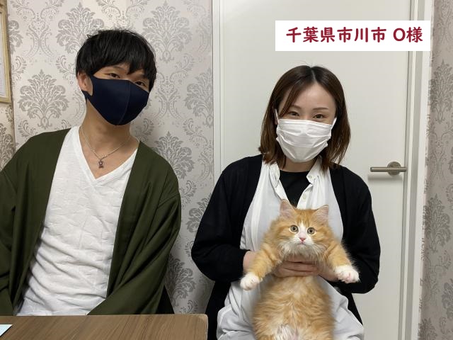 当店出産★ミックス猫