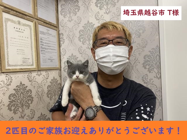ﾌﾞﾘﾃｨｯｼｭｼｮｰﾄﾍｱ
