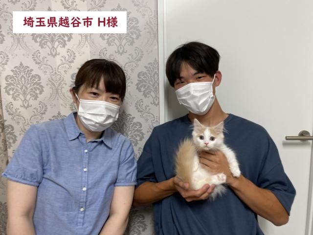 マンチカン【短足】