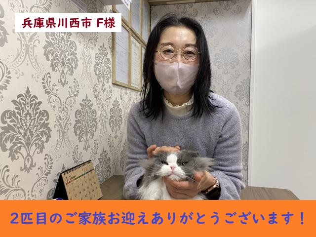 スコティッシュフォールド