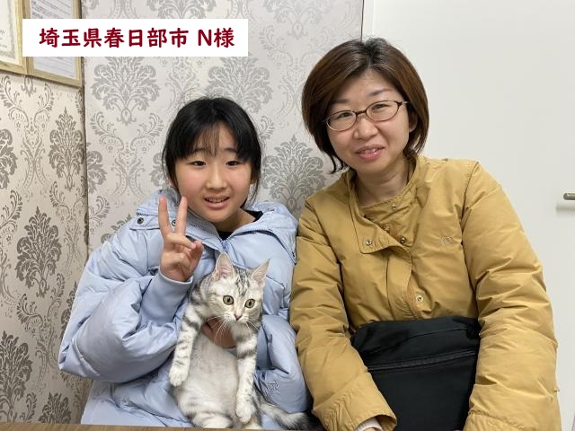 アメリカンショートヘアー