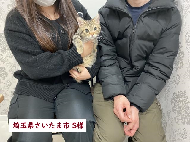 マンチカン短足【極短】