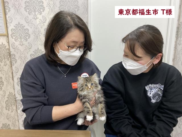 【オッドアイ】メインクーン
