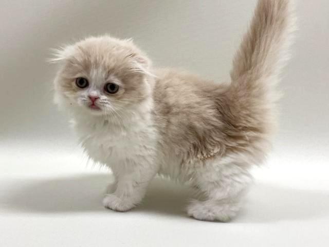 スコティッシュフォールド