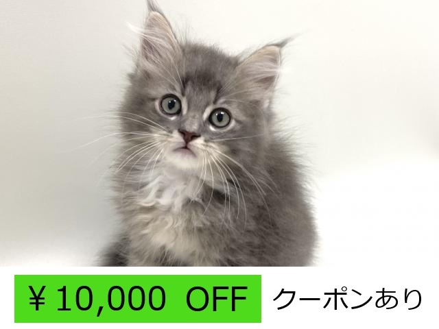 当店出産♡サイベリアン