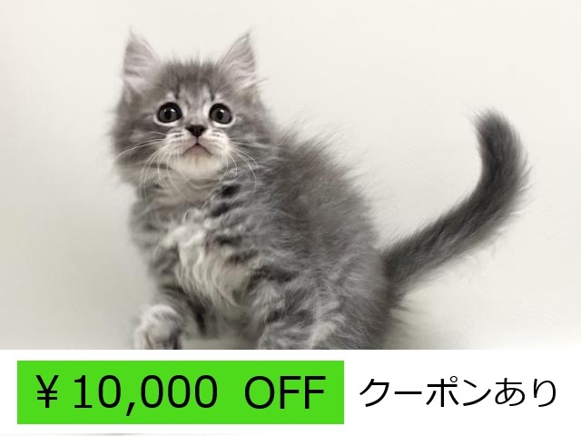 当店出産♡サイベリアン