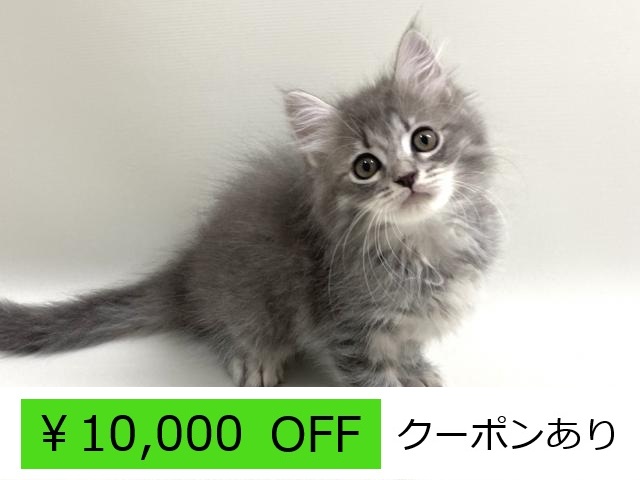当店出産♡サイベリアン