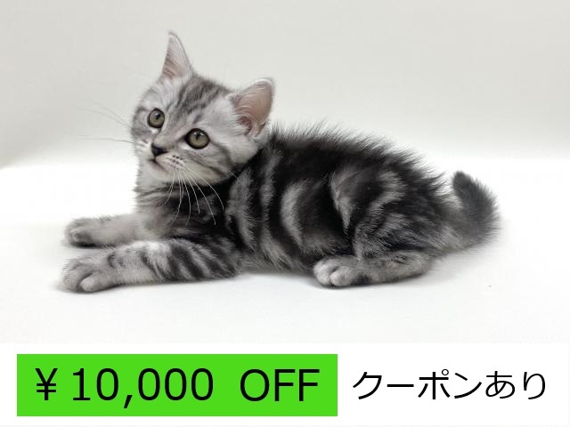 アメリカンショートヘアー