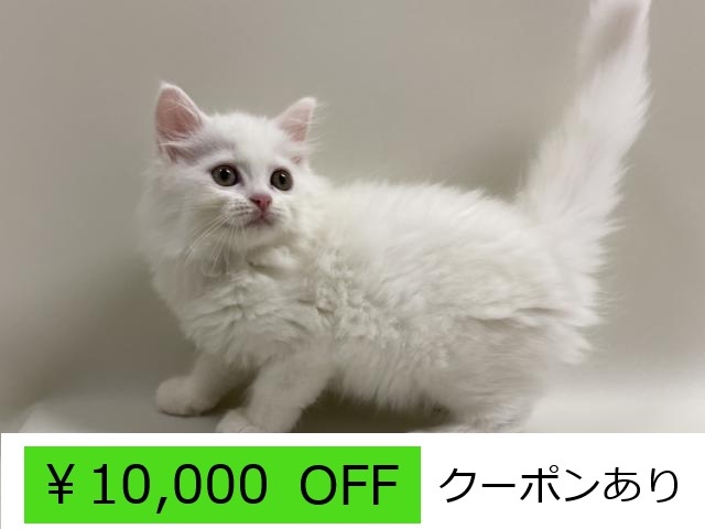 ミヌエット 足長