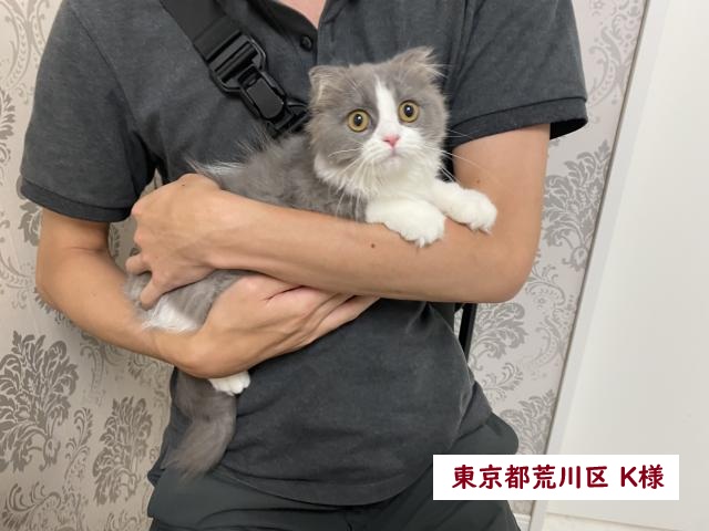 スコティッシュフォールド