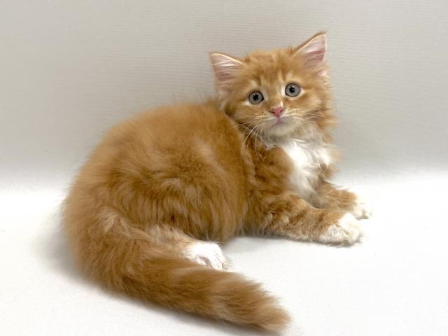 サイベリアン【猫アレルギーフリー】 モコ君